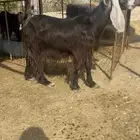 عنز عارضيه خصم دافع