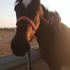 فرس