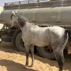 حصان شعبي موالف البل ويرد المقهور