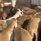 سواكن مرباه 4 شهور