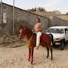 حصان كفو للبيع