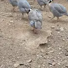 قهد