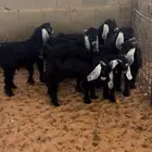 تيوس للبيع