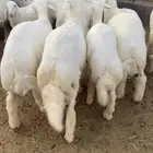 طليان حري جبر