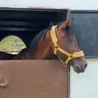 حصان شعبي