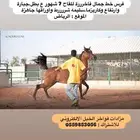 فرس فاخرة للقاح