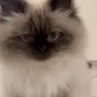 قط همالايا للبيع