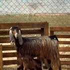 عنزين ولد للبيع