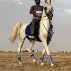 حصان واهو مصري بيور