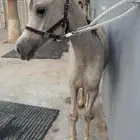 مهر أصفر