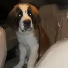 من فصيلت السانت برنادر النادر