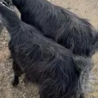 معزا عارضية للبيع