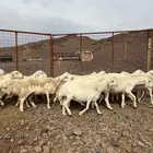 ضان حريات طيبه الحد 730