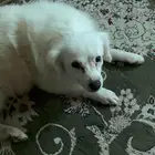 كلبه للتنبي