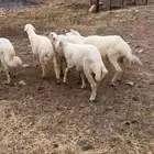 خرفان كفو للبيع