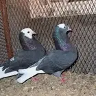 جوز حمام هزاز مستوى راقي