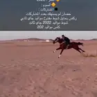 حصان النوع انقليزي