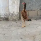 دجاجه شامو ياباني