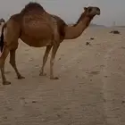 بكره لقحه 6 شهور عليها وسم الراجحي. تم البيع