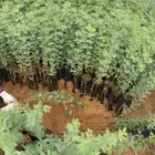 اشجار شتلات قرض افريقي و طلحيات بانواعها و سدر واشجار زينه