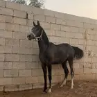 للبيع مهرة واهو فاخرة