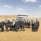 معزا عوارض صنف