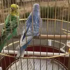 عصافير بادجي