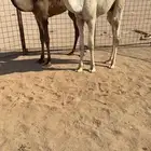 قعدان ثنين