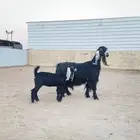 للبيع عنز عارضي صنف