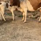 بقره تحتها حسيله