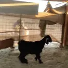 تيسين وجفره