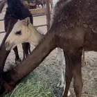 حشو تربيه بكرتين وقعود