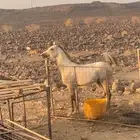 خيل  شعبي