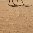 لقحه و عشرا مبيوع ولدها وضح