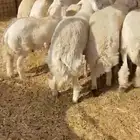 طليان حريه تم البيع
