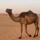 ناقه صفراء للبيع