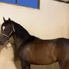 حصان فاخر   ادوات الركوب هديه
