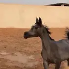 مهره واهو جمال للبيع