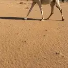 لقحه بكر طيبه