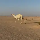 بكره مفروده حيسونيه