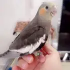 كروان هدد داخلي وخارجي