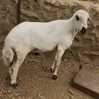 خروف