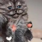 كيتن شيرازي همالايا