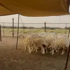 رخال حرية 38 راس للبيع