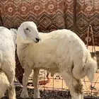 طلي حري صنف