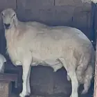 خرووف فحل وحااار وإنتاجه طيب احص