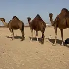 ابل سواحل حمر لقحات