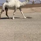 وضحا لقحه كفوو