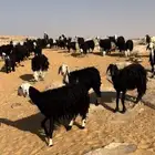 غنم نجد ومعزا مراح