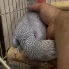 للبيع انثى كاسكو جاهزه